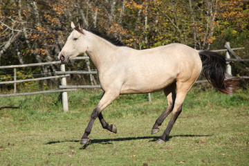Obraz na płótnie Canvas Piękny koń palomino działa na pastwisku jesienią
