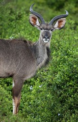 Young Kudu Antelope