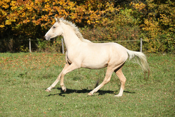 Obraz na płótnie Canvas Nice palomino foal running in autumn
