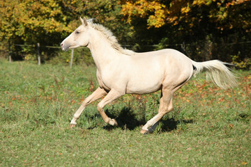 Obraz na płótnie Canvas Nice palomino foal running in autumn