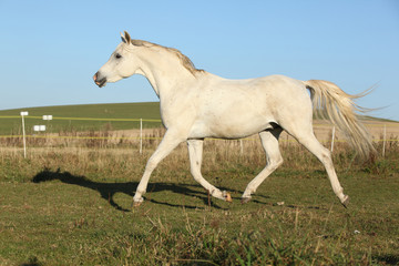 Fototapeta na wymiar Gorgeous arabian horse running on autumn pasturage