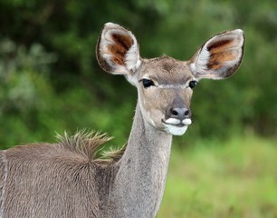 Fototapeta premium Female Kudu Antelope