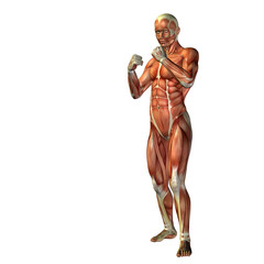 3D human man anatomy for health or medicine
