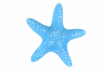 The caribbean starfish on a white background.