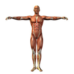 Obraz premium 3D human man anatomy for health or medicine