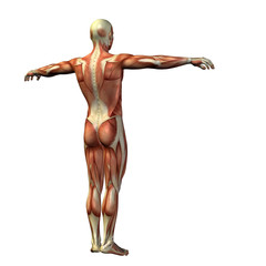 3D human man anatomy for health or medicine