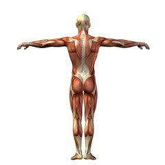 3D human man anatomy for health or medicine