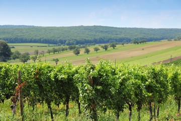Fototapeta na wymiar Austria winnicy - Region Burgenland