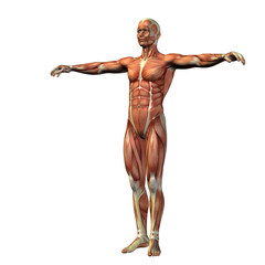 3D human man anatomy for health or medicine