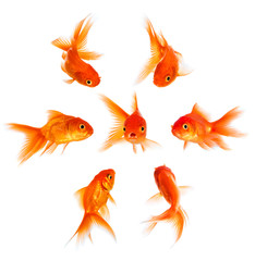 Concept with goldfish