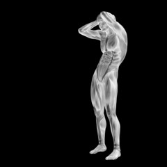 3D human man anatomy for health or medicine
