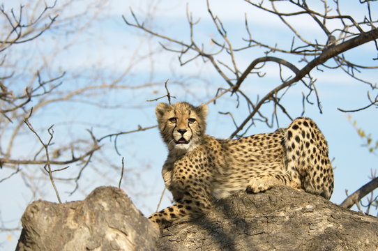 Cheetah resting on a branch