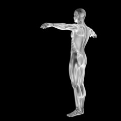 Obraz premium 3D human man anatomy for health or medicine