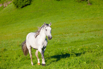 Gray Arab horse gallops on a green meadow