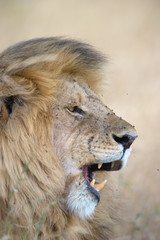 Fototapeta premium Closeup portrait of a lion