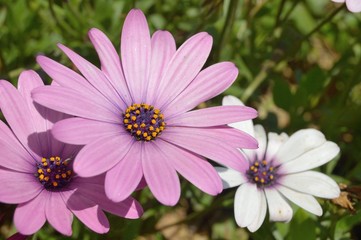 Fototapeta premium purple dimorphotheca flower in a field
