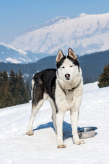 Siberian Husky in the snow