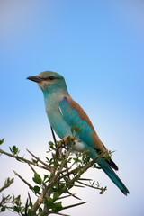 European Roller