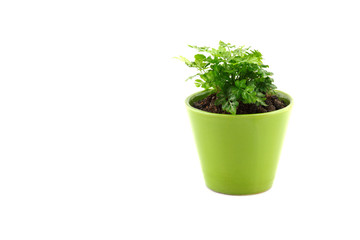 Ornamental Plants isolated on white background