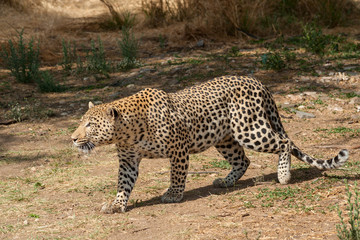 Fototapeta na wymiar leopard beobachtend
