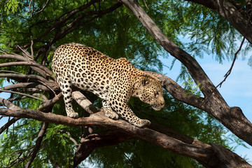 leopard auf baum