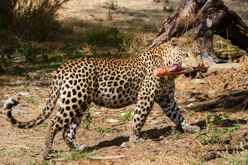 leopard mit beute