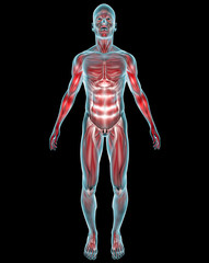 Uomo muscoli corpo umano ai raggi x