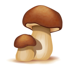 Two ceps isolated on a white background