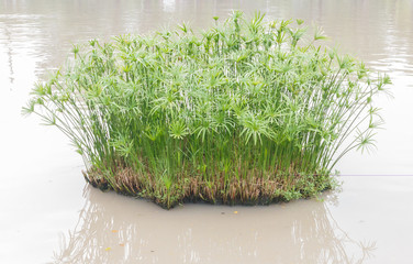 sedges in Tranquil Calm Lake © panyajampatong