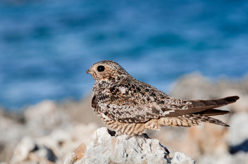 Nightjar on coral shore
