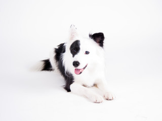 black and white dog (37) - 57915928