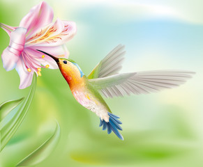 Fototapety  hummingbird in the flower