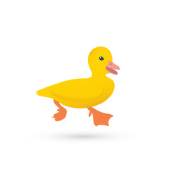 Little yellow duck