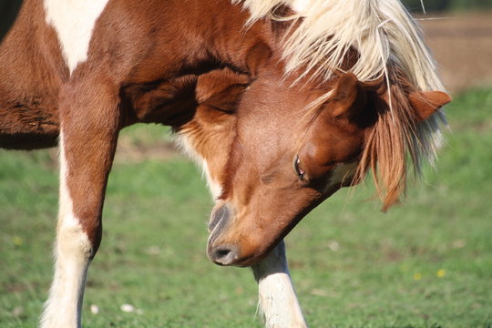 Ponette qui se gratte l'ant&eacute;rieur