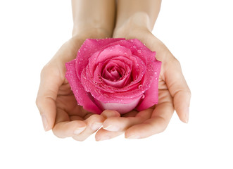 Female hands holding rose on white, Close-up isolated