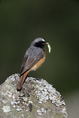 Common redstart, Phoenicurus phoenicurus