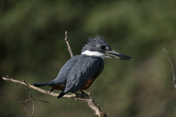 Ringed kingfisher,  Megaceryle torquata