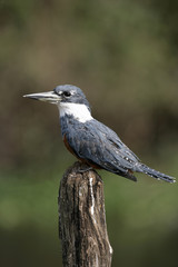 Ringed kingfisher,  Megaceryle torquata