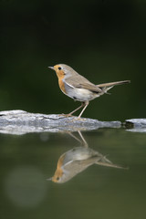 Robin, Erithacus rubecula