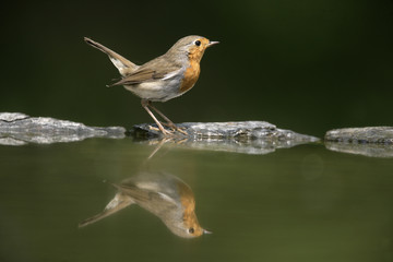 Robin, Erithacus rubecula