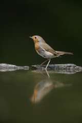 Robin, Erithacus rubecula