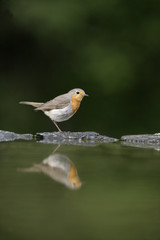Robin, Erithacus rubecula