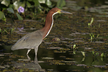 Rufescent tiger-heron, Tigrisoma lineatum,