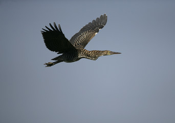 Rufescent tiger-heron, Tigrisoma lineatum,