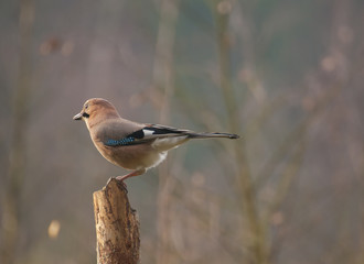 Common jay