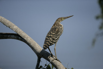 Rufescent tiger-heron, Tigrisoma lineatum,