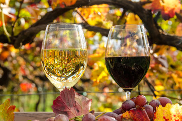 Obraz premium Herbst-Genuss: Rot- und Weißwein trinken zwischen den Reben
