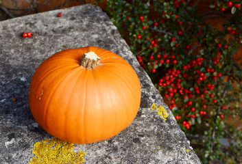 Pumpkin on a stone bench against red berries