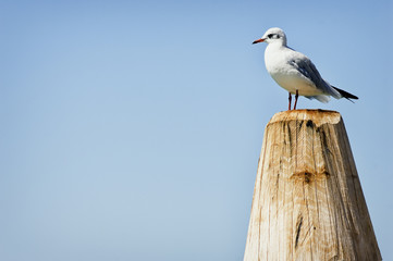 seagull © fottoo