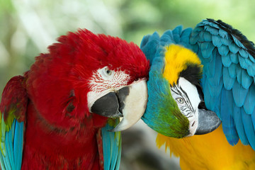 parrots